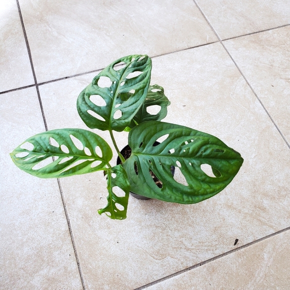 SOLD Monstera Adansonii (DD) | 3" pot - Picture 5 of 9
